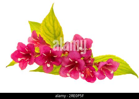 weigela flowers isolated on white background Stock Photo