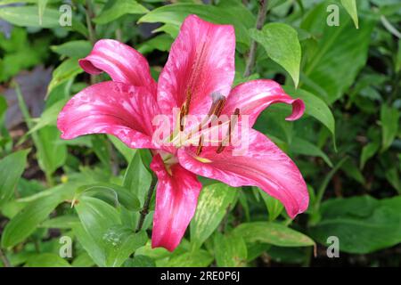 Lilium tree lily ÔPink Explosion'  n flower. Stock Photo