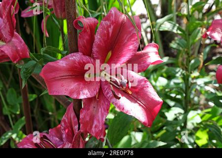 Lilium tree lily ÔPink Explosion'  n flower. Stock Photo