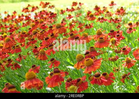 Red Helenium 'Moerheim Beauty'  in flower.