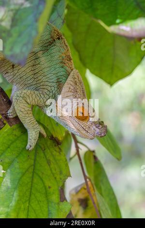 White head turquoise colored Chameleon close up headshot on branch with green leaves, Madagascar vertical Stock Photo