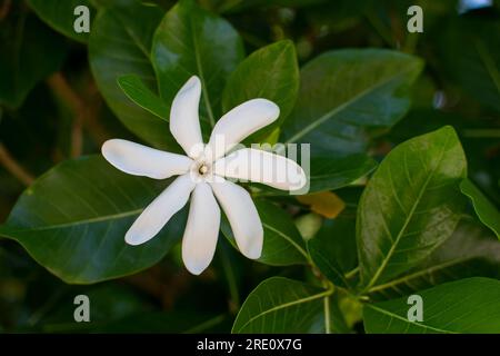 Beautiful white flower blooming on a dark green background Stock Photo