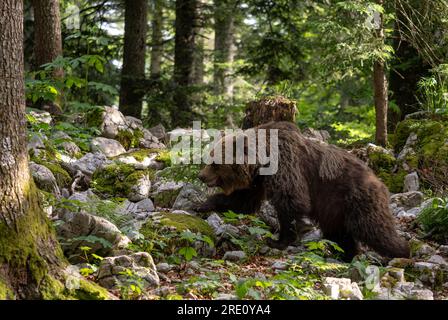 Brown Bear - Ursus arctos large popular mammal from European forests and mountains, Slovenia, Europe. Stock Photo