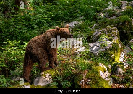 Brown Bear - Ursus arctos large popular mammal from European forests and mountains, Slovenia, Europe. Stock Photo