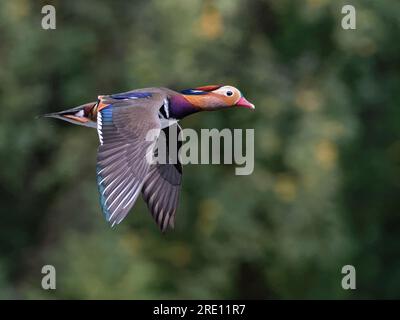 Mandarin duck (Aix galericulata) drake in flight over a woodland pond, Forest of Dean, Gloucestershire, UK, October. Stock Photo