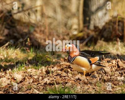 Mandarin duck (Aix galericulata) drake with an acorn in its beak, foraged from leaf litter in English oak (Quercus robur) woodland, Forest of Dean, UK Stock Photo