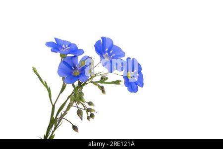 beautiful blue flax flowers isolated on white background Stock Photo