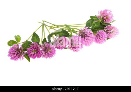 clover flowers isolated on white background Stock Photo