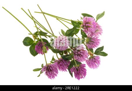clover flowers isolated on white background Stock Photo