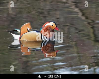 Mandarin duck (Aix galericulata) drake reflected in water while swimming on a woodland pond, Forest of Dean, Gloucestershire, UK, January. Stock Photo