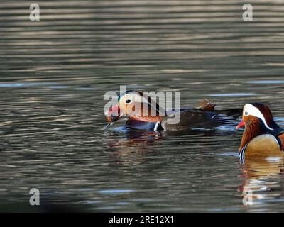 Two drakes swimming in a pond. Wild duck males in river water. Ducks in ...