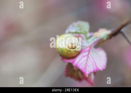 Banded snail on pink leaf in spring garden. Unbanded yellow shell Cepaea hortensis on purple leaves. White-lipped snail on bush in sun light park by b Stock Photo