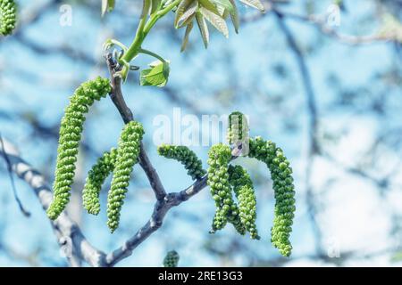 Walnuts blossoms tree in spring light garden close up. Closeup Juglans regia blooming branch by blurry blue sky background. Male flowers and young lea Stock Photo