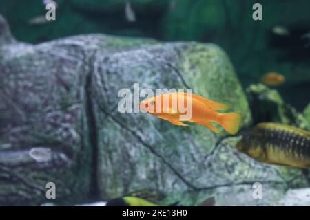 Lemon cichlid fish swimming in aquarium. Neolamprologus leleupi orange swims in fishtank. Cichlids from lake Tanganyika in Africa, side view Stock Photo