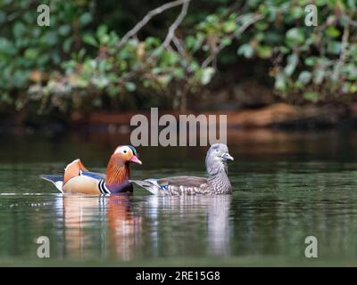 Mandarin duck (Aix galericulata) pair swimming on a woodland pond, Forest of Dean, Gloucestershire, UK, October. Stock Photo
