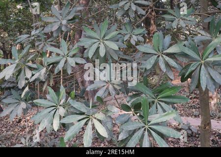 Alstonia scholaris tree plant on farm for harvest Stock Photo