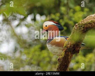 Mandarin duck (Aix galericulata) drake perched high in a tree in ancient deciduous woodland in spring, Forest of Dean, Gloucestershire, UK, April. Stock Photo