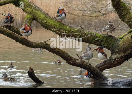 Mandarin duck (Aix galericulata) ducks and drakes perching on the branches of tree overhanging a woodland pond, Forest of Dean, Gloucestershire, UK/ Stock Photo