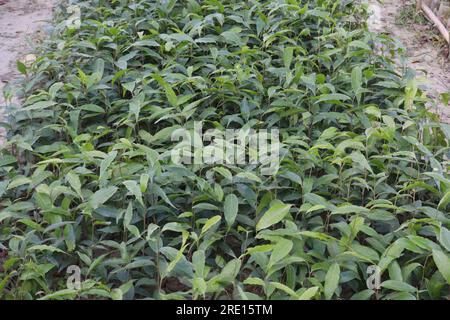 debdaru tree also commonly known by its Monoon longifolium on farm for harvest Stock Photo