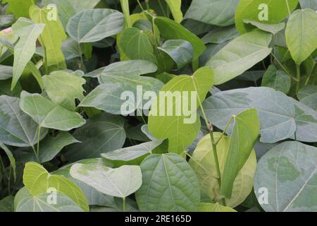 Pterygota alata tree plantation on farm for harvest are cash crops Stock Photo