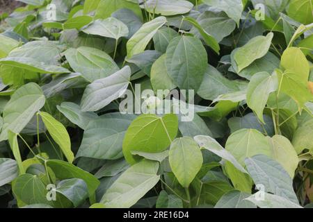 Pterygota alata tree plantation on farm for harvest are cash crops Stock Photo