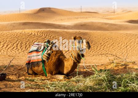 A Camel, Dromedaries (Camelus dromedarius)  in a traditional saddle have a rest on the sand against the backdrop of the dunes. Ksar Ghilane. Tunisia Stock Photo