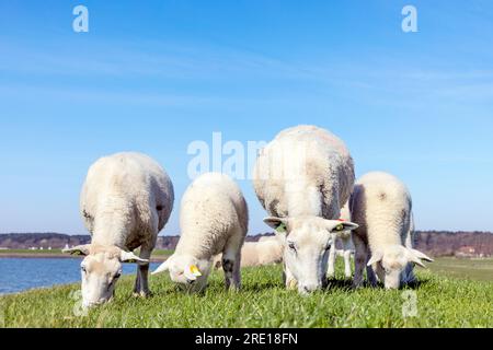 Sheep grazing at familydiner, lambkin in a field on top of an embankment a dike of the island Terschelling Stock Photo