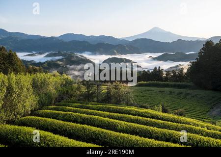 Japan, Yoshiwara: landscape with hills, tea plantations, Mount Fuji and mist in the valley, Honshu Island Stock Photo