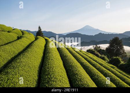 Japan, Yoshiwara: landscape with hills, tea plantations, Mount Fuji and mist in the valley, Honshu Island Stock Photo