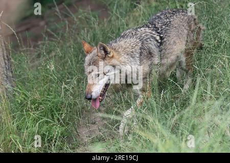 Wild Alps, the Italian wolf at dusk (Canis lupus italicus) Stock Photo