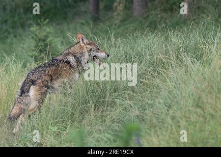 Wild Italy, the Italian wolf (Canis lupus italicus) Stock Photo