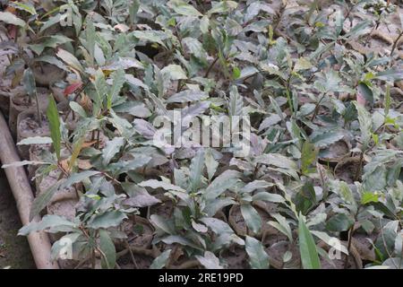 Barringtonia acutangula tree plant on farm for harvest are cash crops Stock Photo