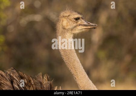 A close up view of the head and neck of a female ostrich on the Hans Merensky Golf Estate in Phalaborwa, South Africa Stock Photo