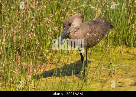 Front and side view of a hamerkop wading in sunshine in a wetland in the Kruger National Park, South Africa Stock Photo