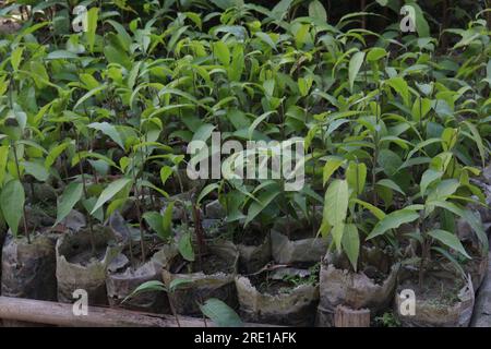 debdaru tree also commonly known by its Monoon longifolium on farm for harvest Stock Photo