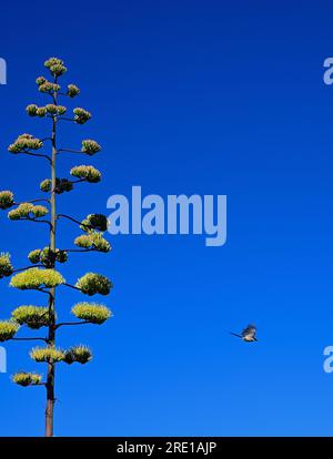 Blooming Agave Americana Plant and Iberian Magpie Stock Photo