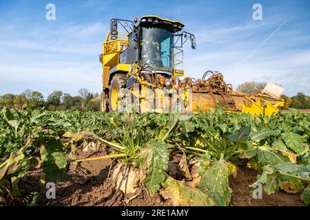 Beet harvesting in a field in the Seine Maritime department (northern France): ROPA Panther 2 sugar beet harvester Stock Photo