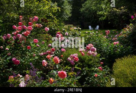 Rose bush with view to seating area in english country garden,England Stock Photo