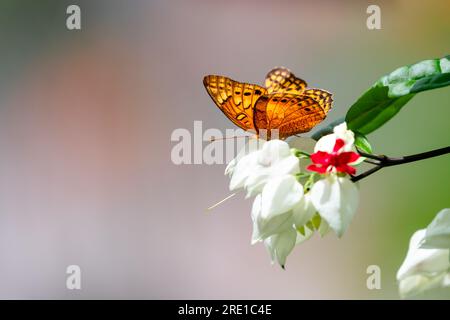 Orange butterfly on Bleeding Heart vine with pastel gray background Stock Photo