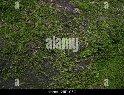 Close up view of the green Mosses growing on a surface of a rock in a dark moist place Stock Photo