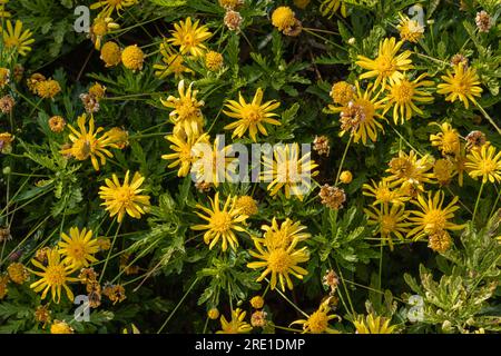 Closeup view of bright yellow flowers of euryops chrysanthemoides aka African bush daisy or bull's eye blooming in garden in outdoor sunlight Stock Photo