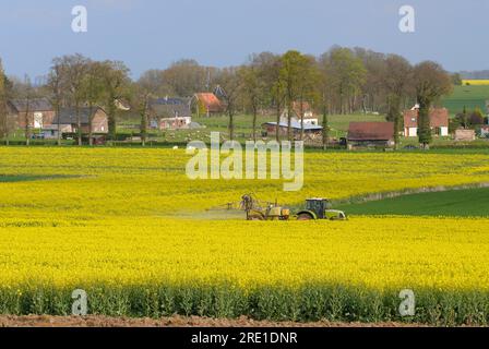 Insecticide treatment on rapeseed against weevils: spraying of phytosanitary products, insecticides, in a field of rapeseed with houses in the backgro Stock Photo