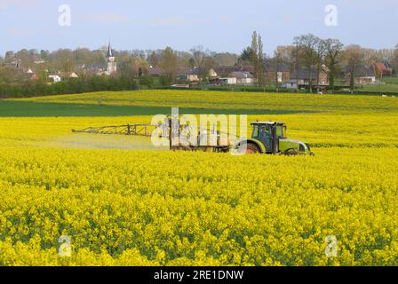 Insecticide treatment on rapeseed against weevils: spraying of phytosanitary products, insecticides, in a field of rapeseed with houses in the backgro Stock Photo