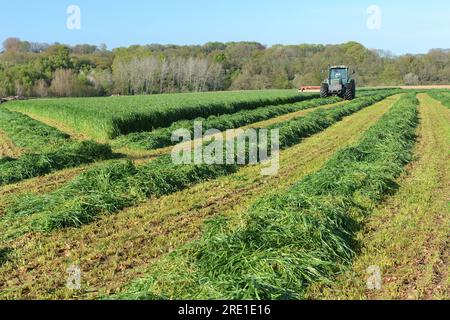 Italian rye grass reaping, mechanized harvesting with harrow and tractor, forage grass for cattle feed, fodder Stock Photo