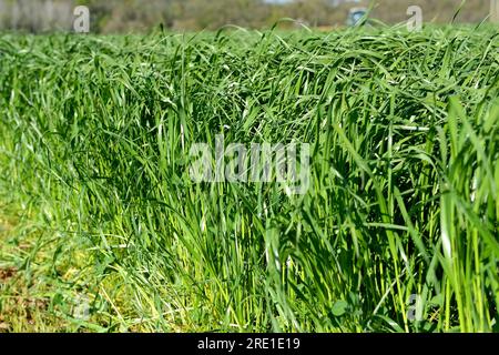 Italian rye grass reaping, mechanized harvesting with harrow and tractor, forage grass for cattle feed, fodder Stock Photo