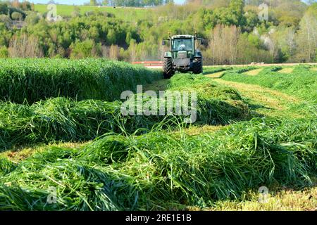 Italian rye grass reaping, mechanized harvesting with harrow and tractor, forage grass for cattle feed, fodder Stock Photo