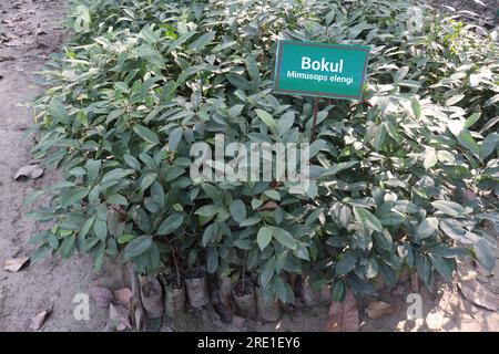 Mimusops elengi tree plant on nursery for harvest Its timber is valuable, the fruit is edible, and it is used in traditional medicine Stock Photo
