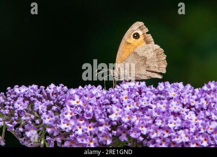 A Gatekeeper butterfly on a buddleia flower, Chipping, Preston, Lancashire, UK Stock Photo