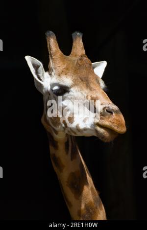 Head Of A Rothschild's Giraffe, Giraffa camelopardalis rothschildi Isolated On A Blackground Stock Photo