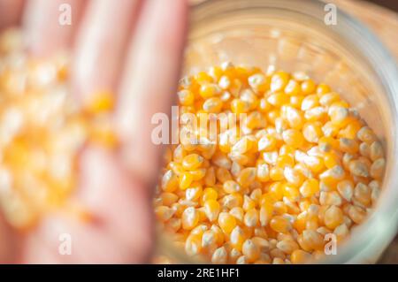 Popcorn corn, corn used to make popcorn in a glass jar with natural light. Stock Photo